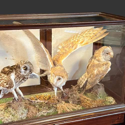 Set of Three Taxidermy Owls in Display Cabinet image-2