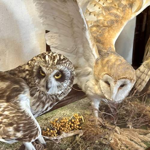 Set of Three Taxidermy Owls in Display Cabinet image-3
