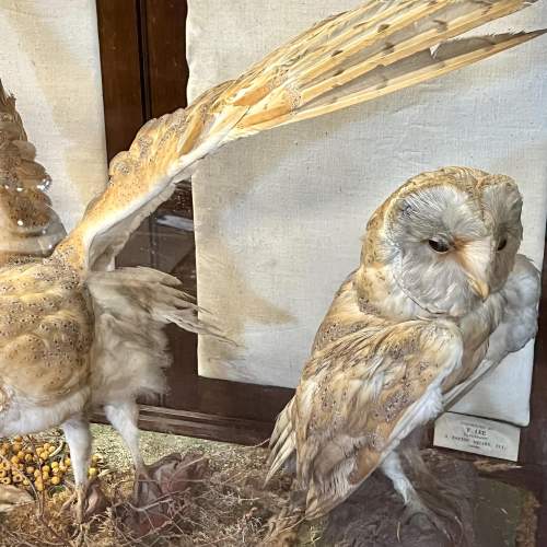 Set of Three Taxidermy Owls in Display Cabinet image-4