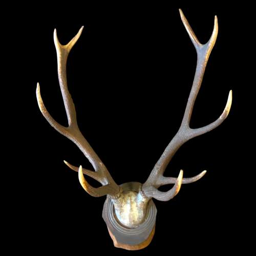 Antique Red Deer Five Point Antlers image-1