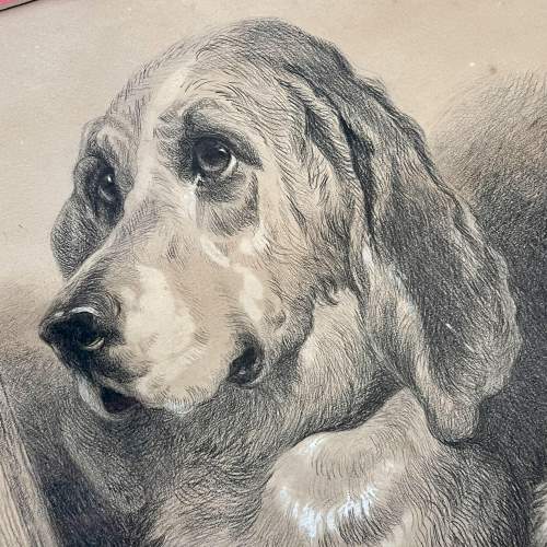 Late 19th Century Pencil and Pastel Dog Portrait image-3