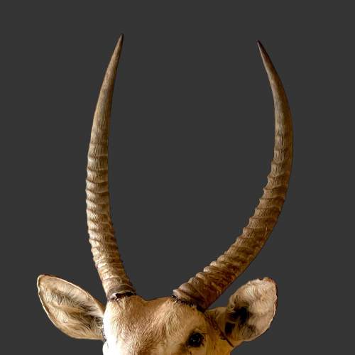 Common Waterbuck Shoulder Mount image-5