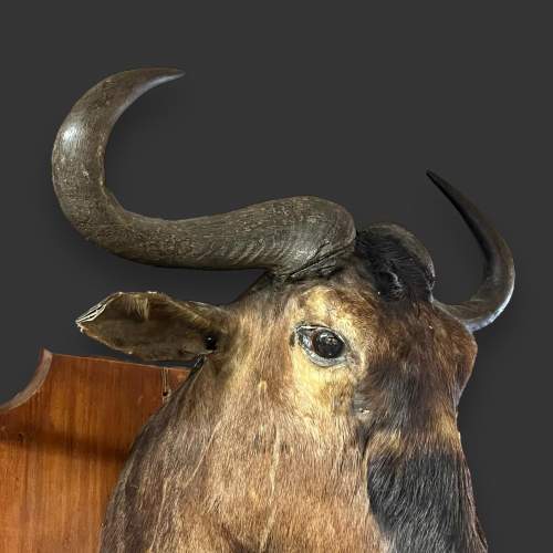 Black Wildebeest Shoulder Mount image-5