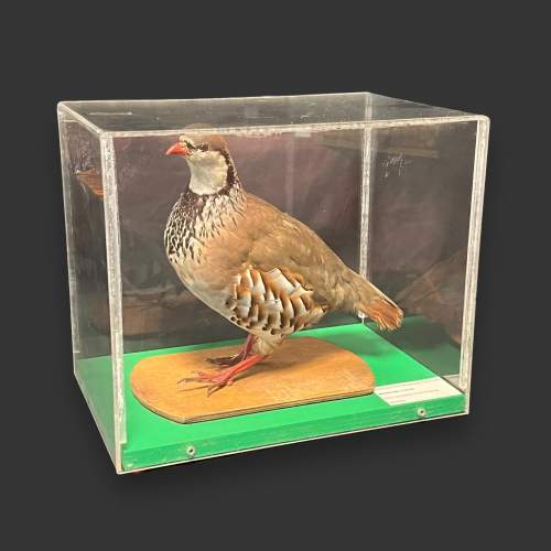 Taxidermy Red Legged Partridge in Museum Display Case image-1