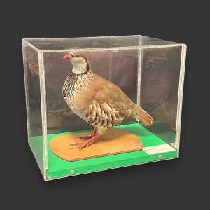 Taxidermy Red Legged Partridge in Museum Display Case