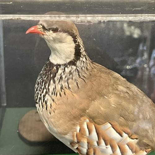 Taxidermy Red Legged Partridge in Museum Display Case image-2