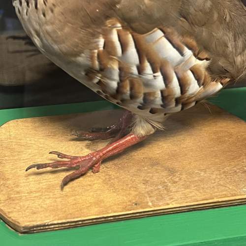 Taxidermy Red Legged Partridge in Museum Display Case image-3