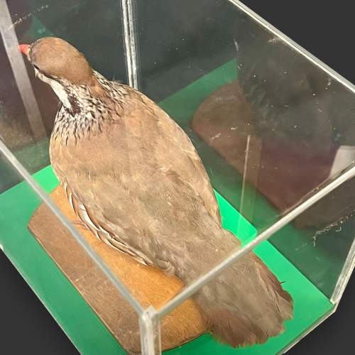 Taxidermy Red Legged Partridge in Museum Display Case image-4