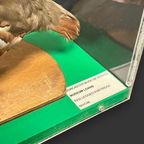 Taxidermy Red Legged Partridge in Museum Display Case image-6