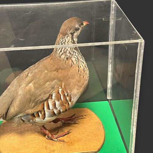 Taxidermy Red Legged Partridge in Museum Display Case image-5