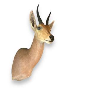 Taxidermy Shoulder Mount of a Mountain Reed Buck