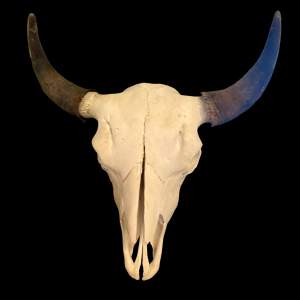 North American Bison Skull