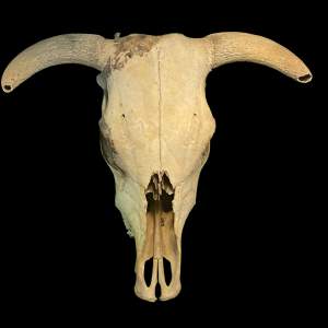 Naturally Weathered Upper Cow Skull