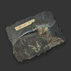 Rare Victorian Era Collection Fossil Specimen Fish Tooth